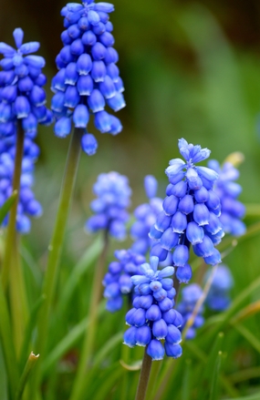 春天蓝色葡萄风信子局部特写摄影图片